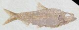 Knightia Fossil Fish - Wyoming #32721-1